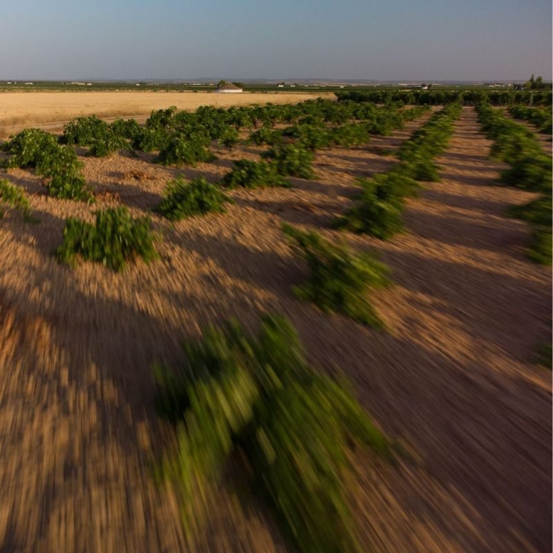 suelo-campo suelo-campo